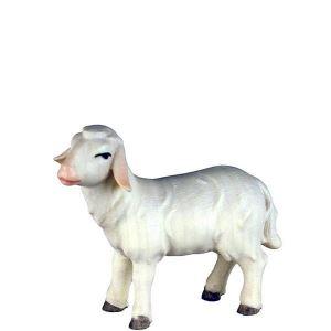 Schaf stehend 4555