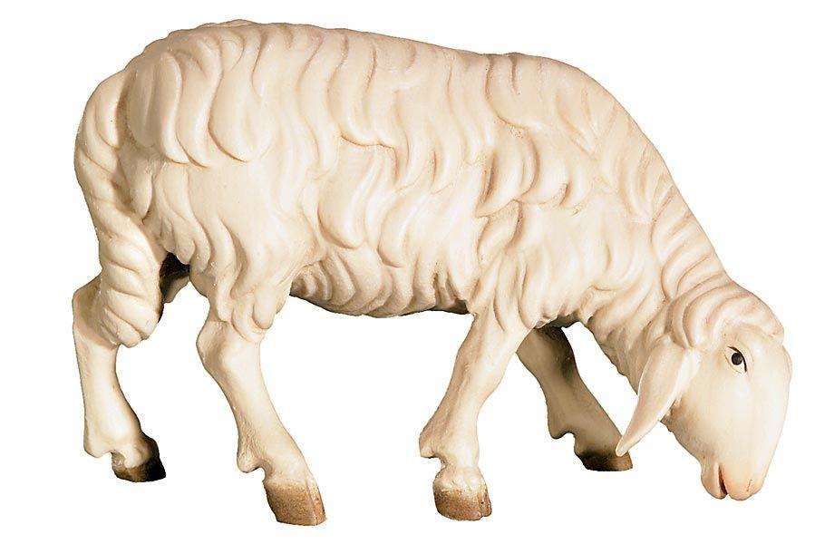 Schaf grasend rechtsschauend- 426440