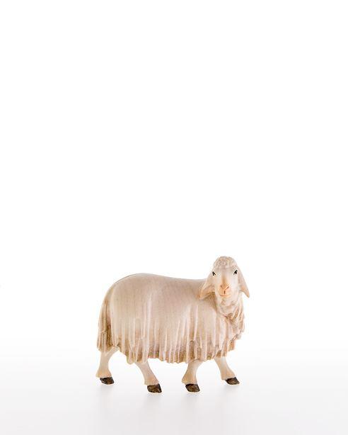 Schaf nach hinten schauend - lepi-10000-21_C