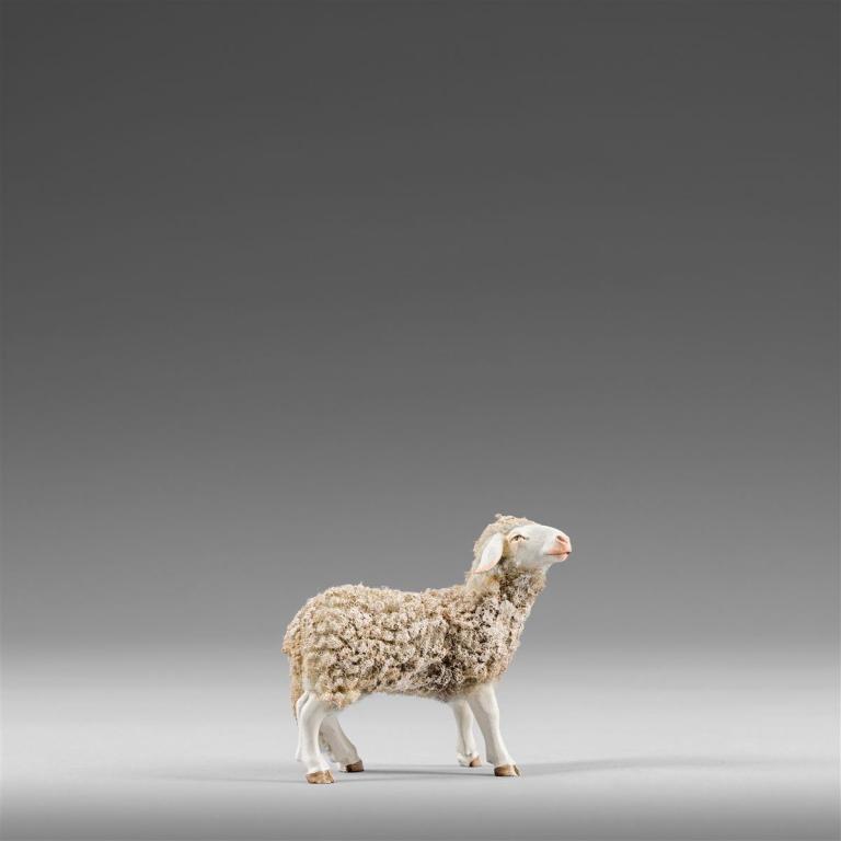 Schaf schauend mit Wolle - 236102_6