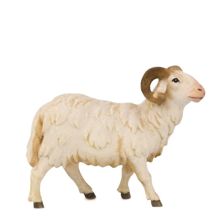 J9170_Schafbock-color-