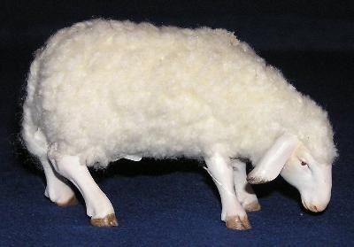 Schaf äsend mit Wolle -H