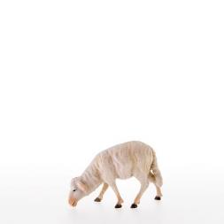 Schaf fressend - lepi-21107_C