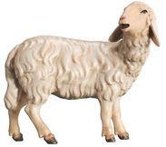 Schaf schauend - Color-Bemalt-TBK-KÖ